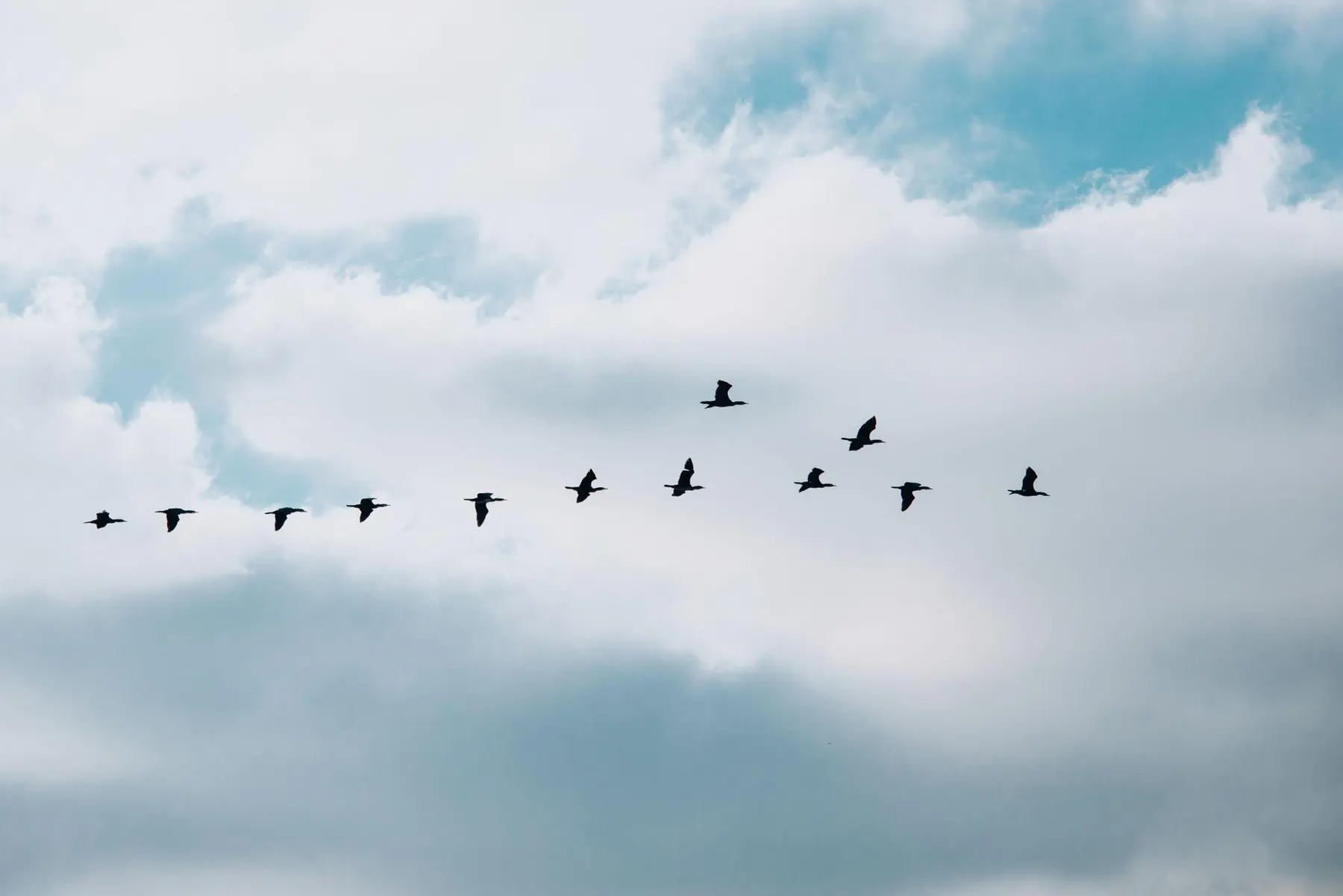Birds flying together, representing connection and belonging